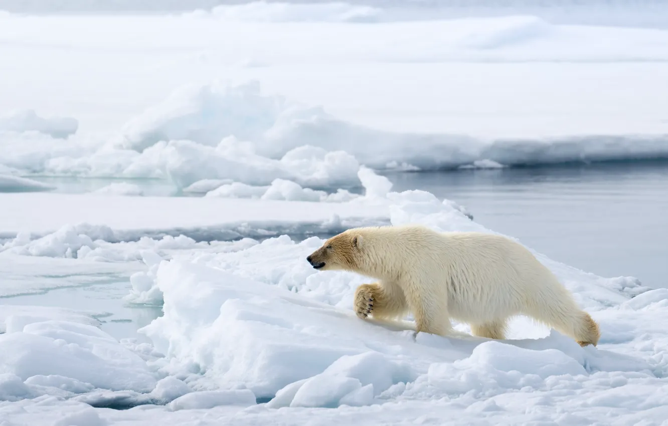 Photo wallpaper winter, snow, nature, pose, bear, polar bear, polar
