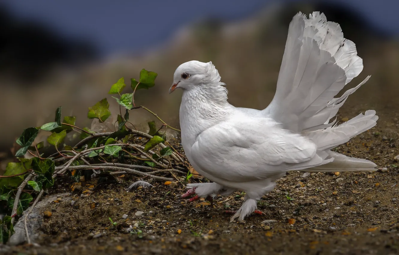 Photo wallpaper bird, dove, feathers, tail, white dove