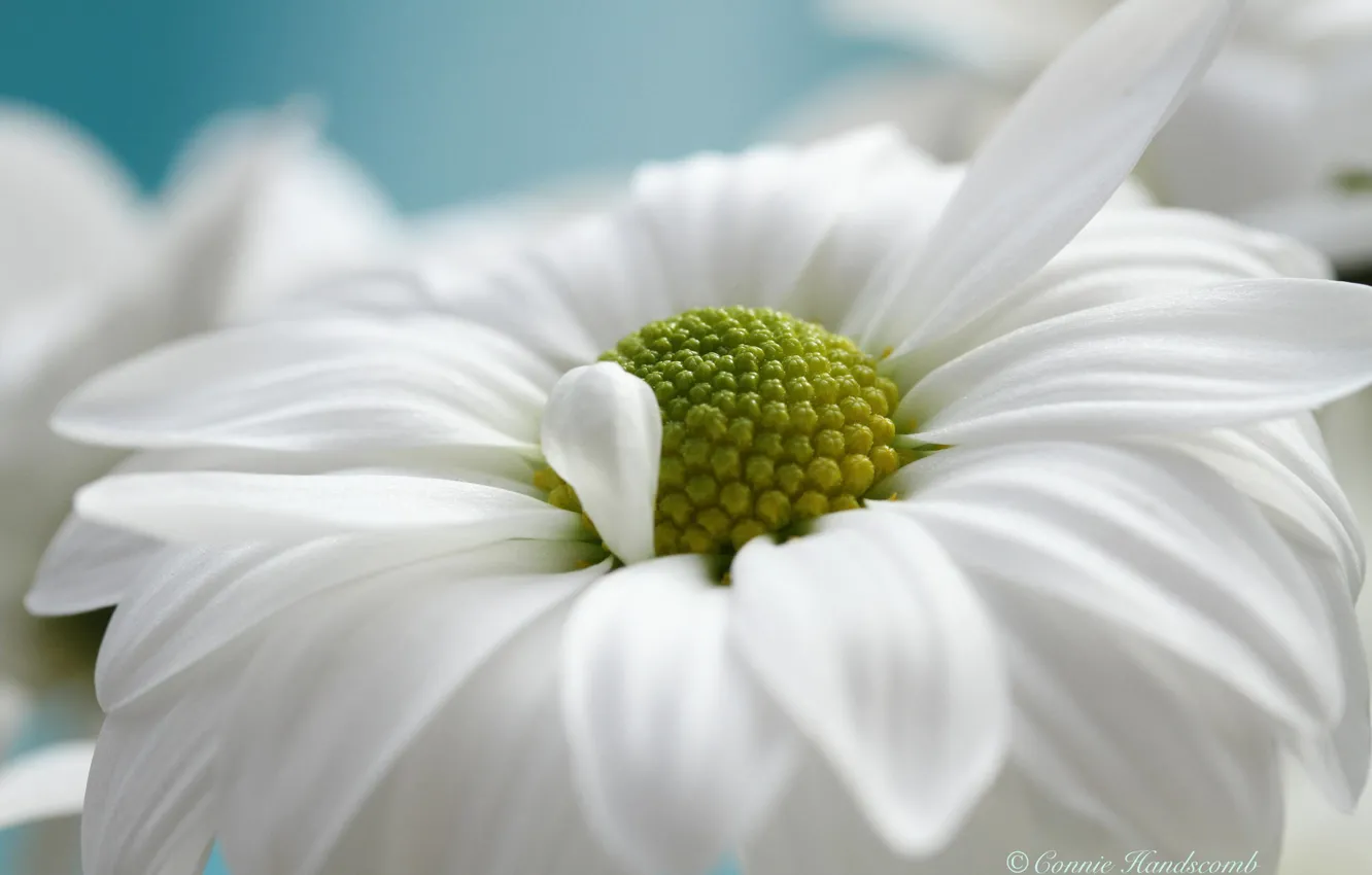 Photo wallpaper white, flower, macro, Daisy