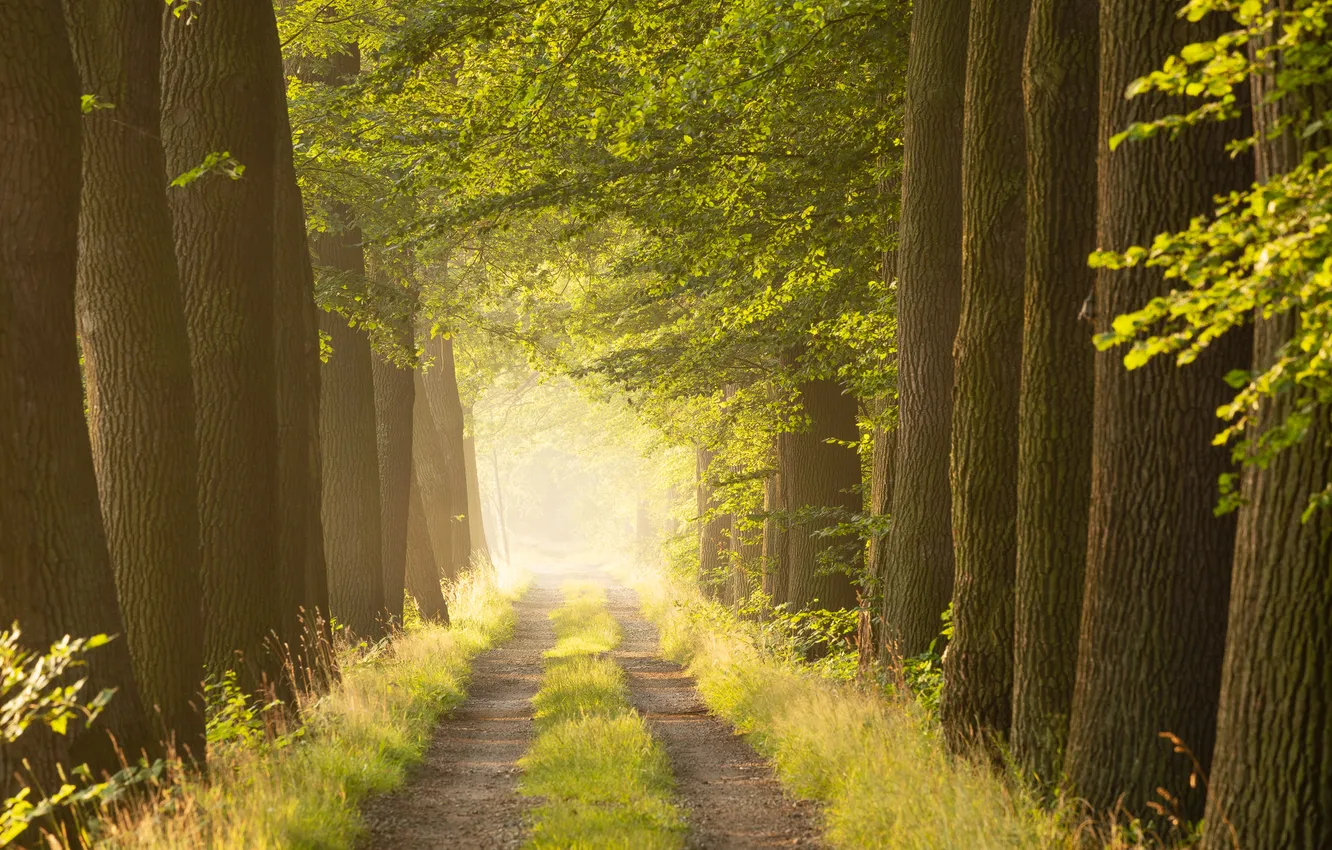 Photo wallpaper light, trees, trunk, alley