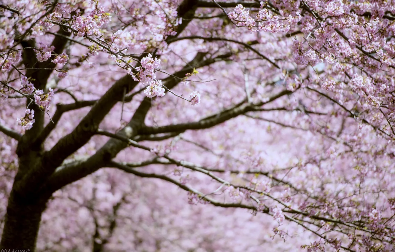 Photo wallpaper branches, tree, pink, spring, Sakura, flowering