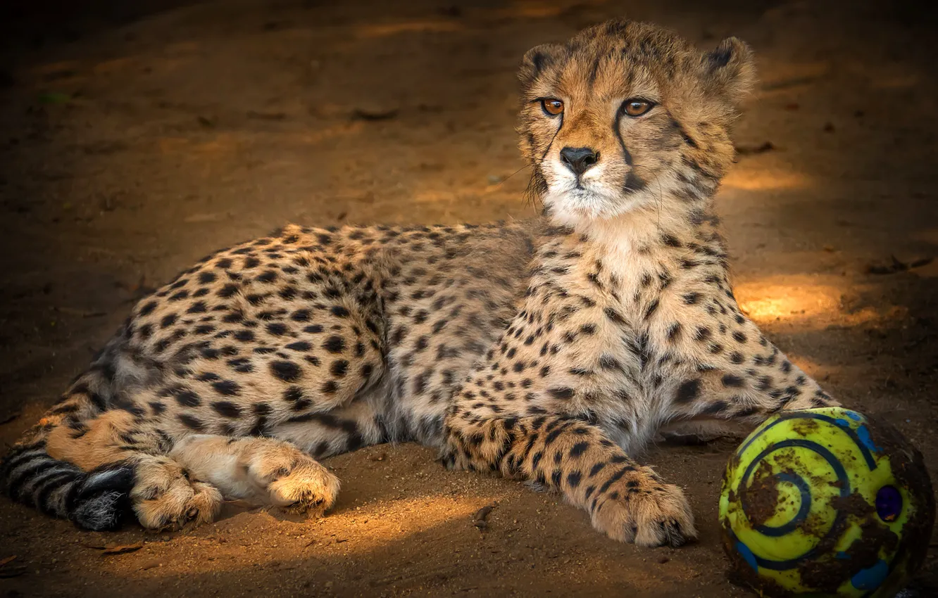 Photo wallpaper look, face, pose, background, the ball, baby, Cheetah, lies