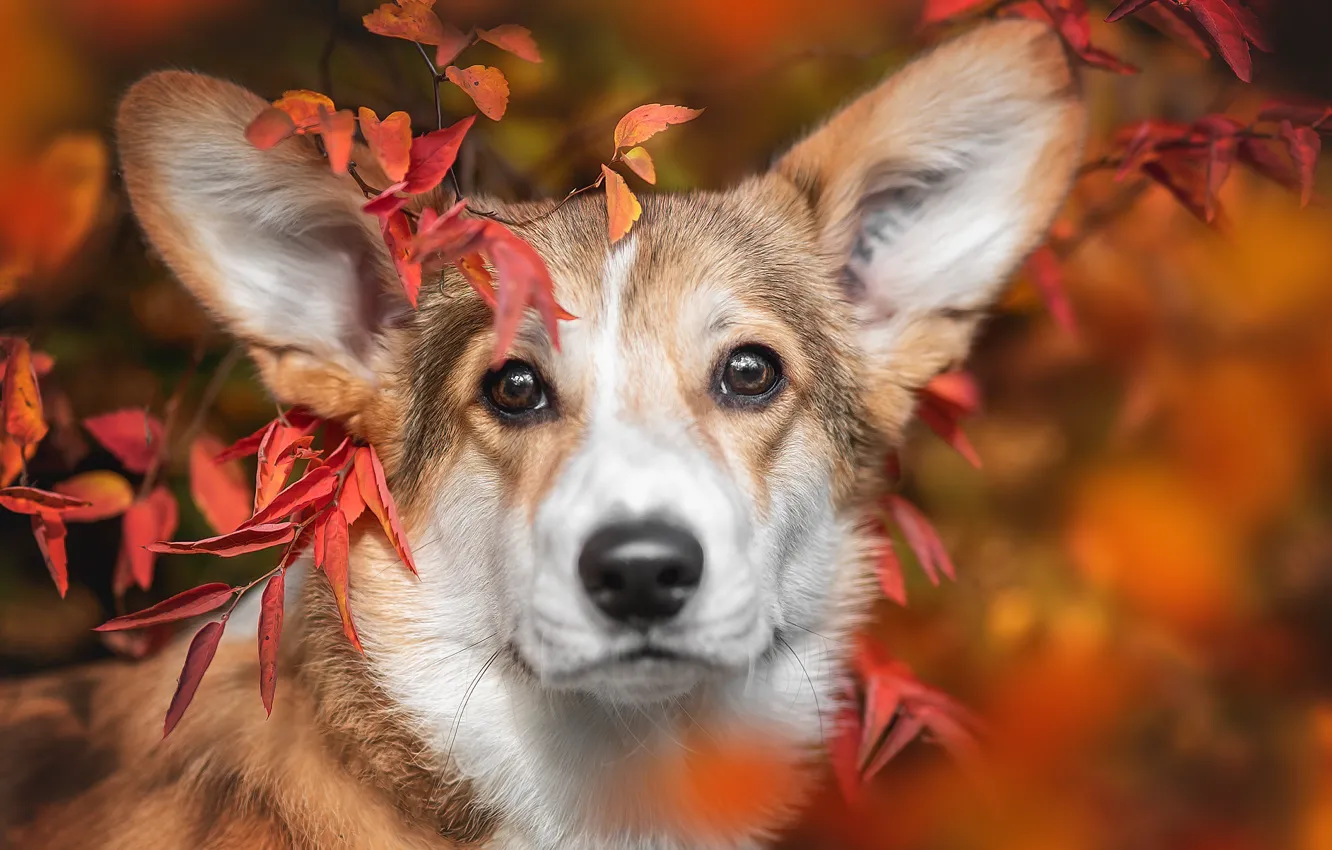 Photo wallpaper autumn, look, leaves, branches, portrait, dog, blur, nose