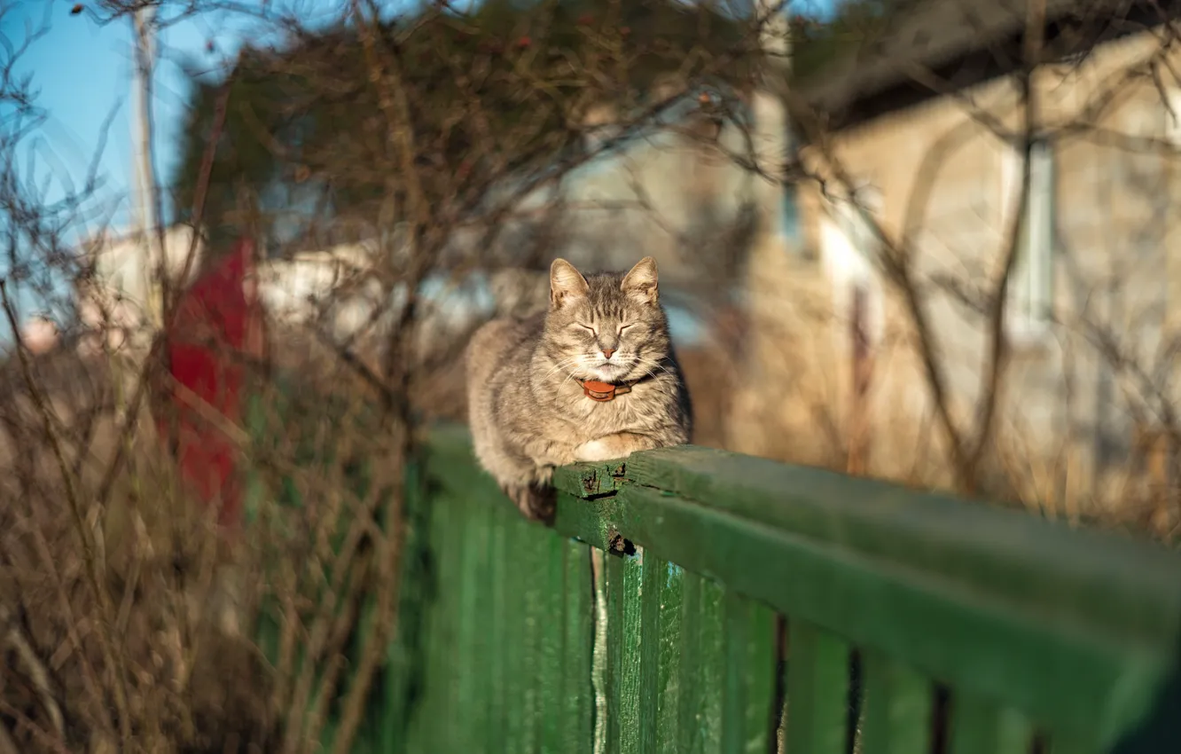 Photo wallpaper cat, cat, light, the fence