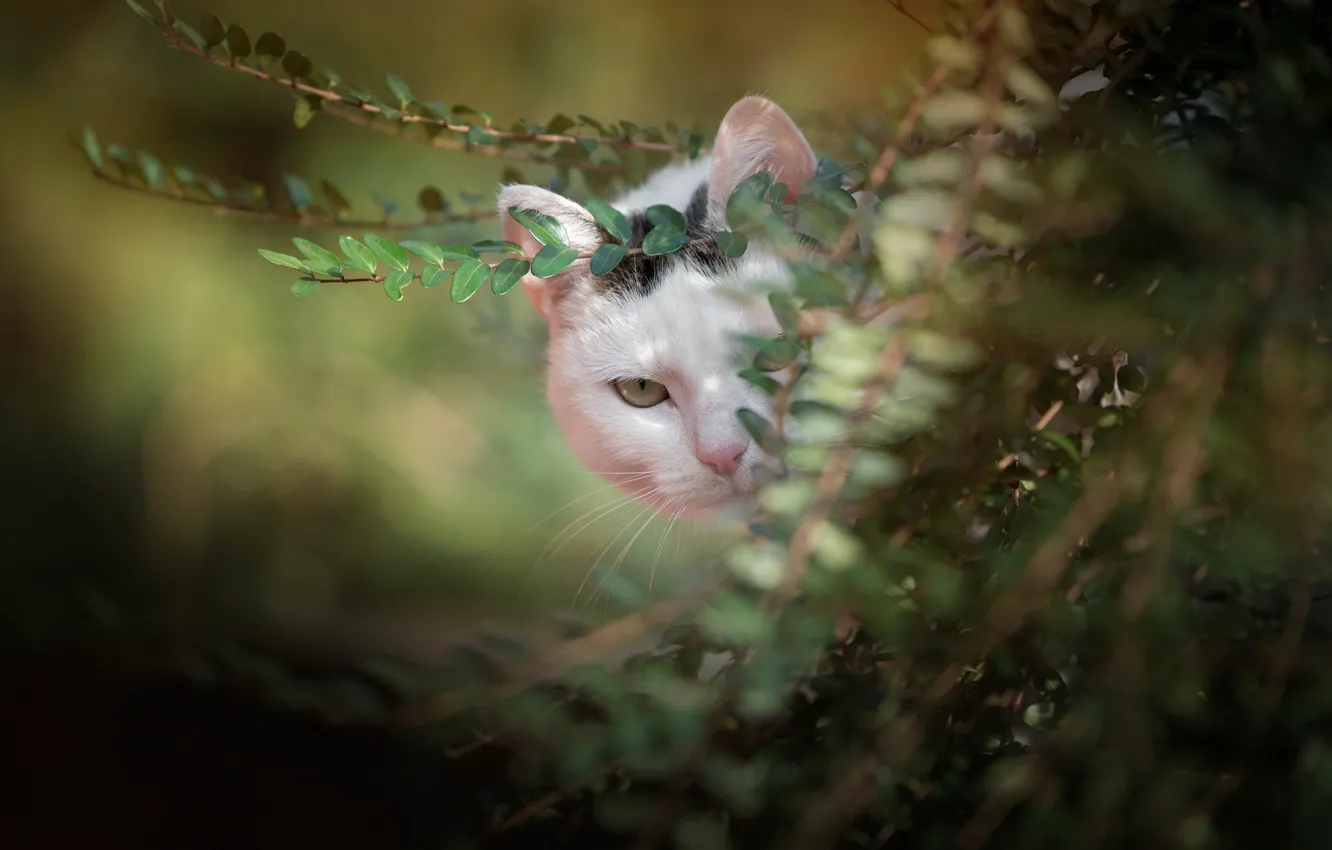 Photo wallpaper greens, cat, look, branches, muzzle, bokeh, cat