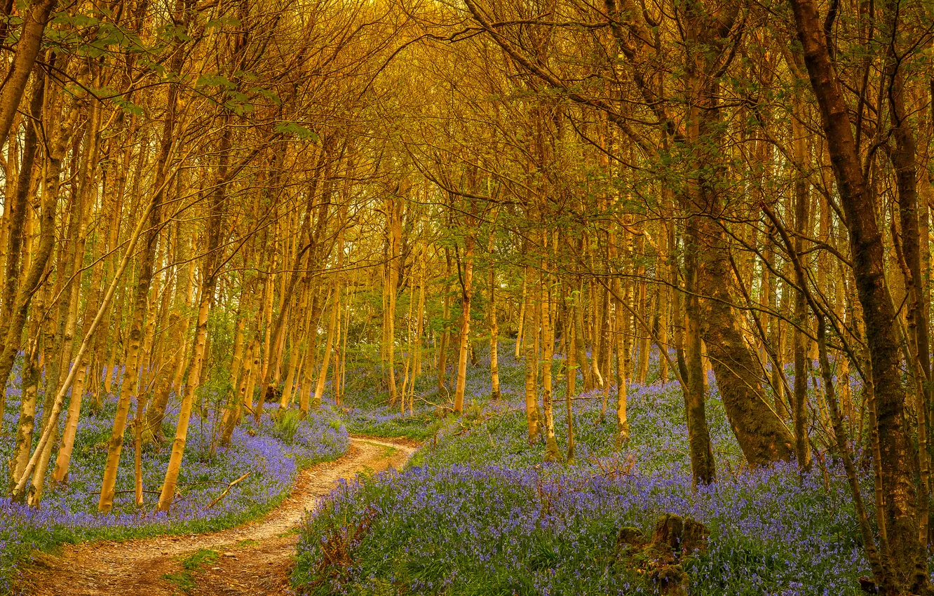 Photo wallpaper road, forest, trees, flowers