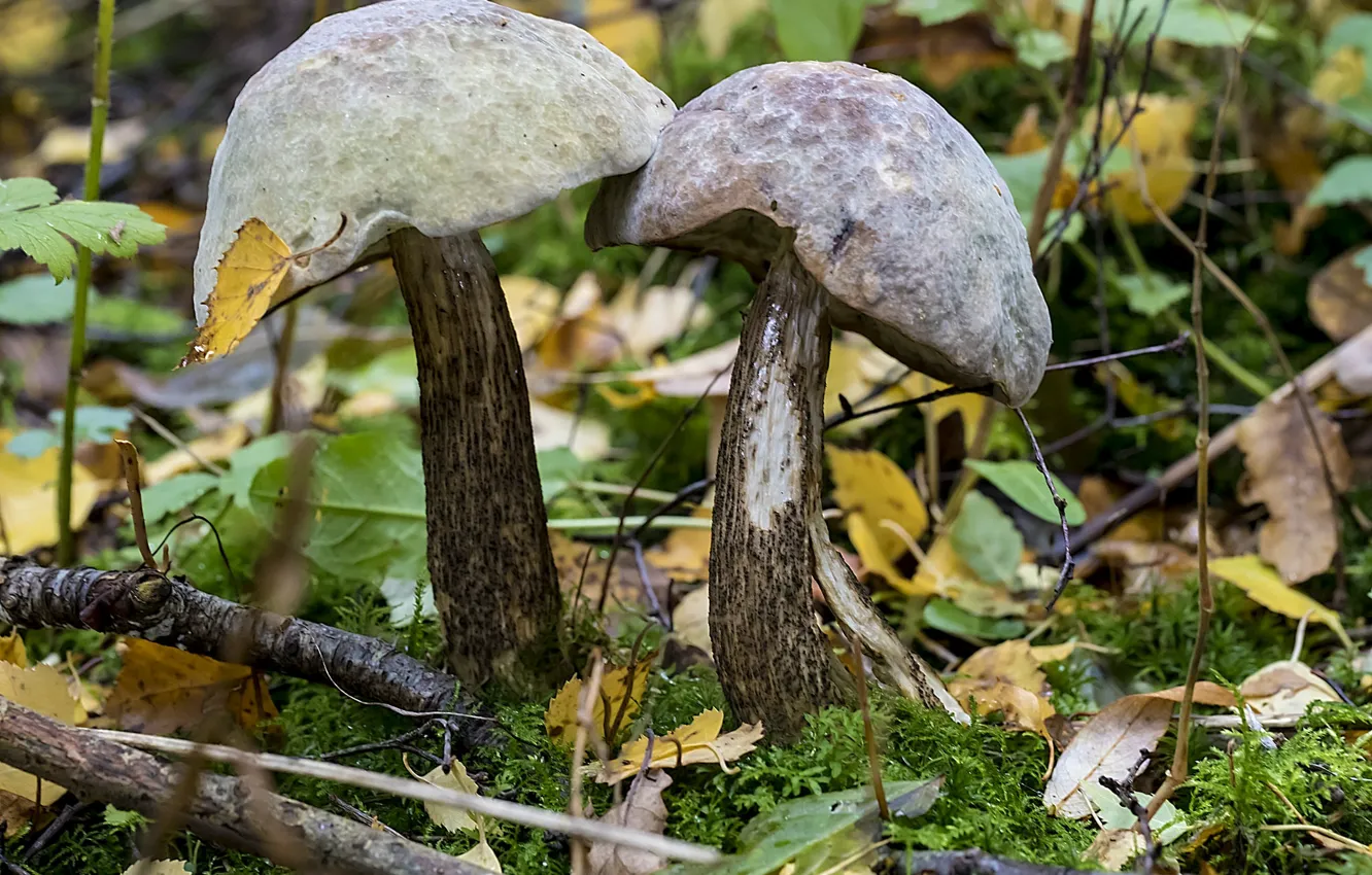 Photo wallpaper autumn, forest, mushrooms