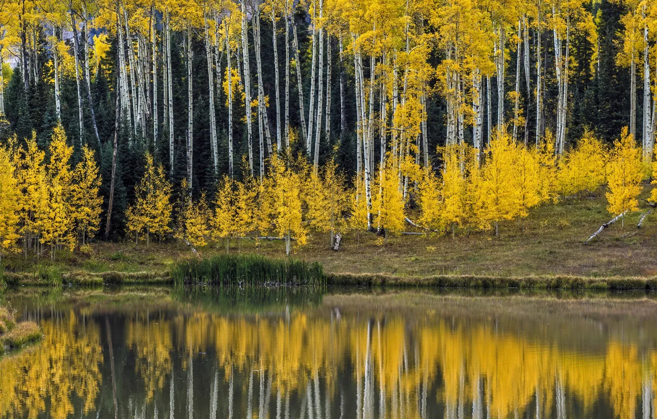 Photo wallpaper autumn, forest, trees, lake, reflection, shore, foliage, pond
