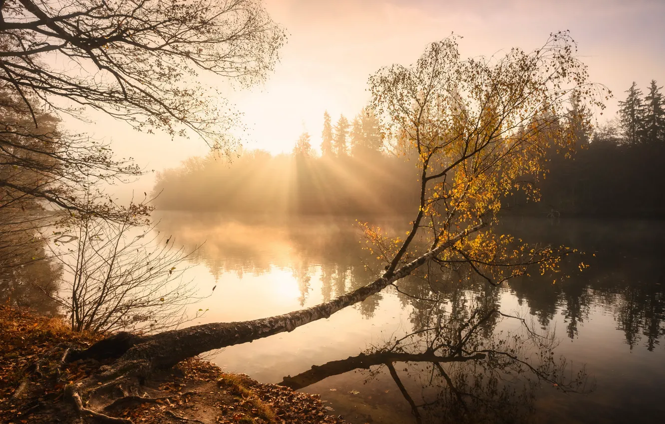 Photo wallpaper autumn, fog, lake