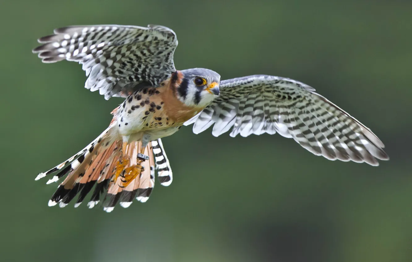 Photo wallpaper flight, bird, wings, Falcon, Sparrow Kestrel