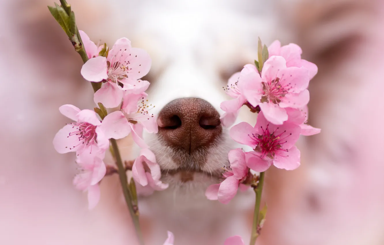 Photo wallpaper face, flowers, branches, dog, blur, spring, nose, white