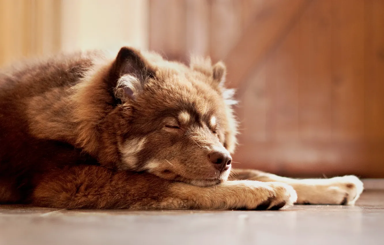 Photo wallpaper comfort, home, dog