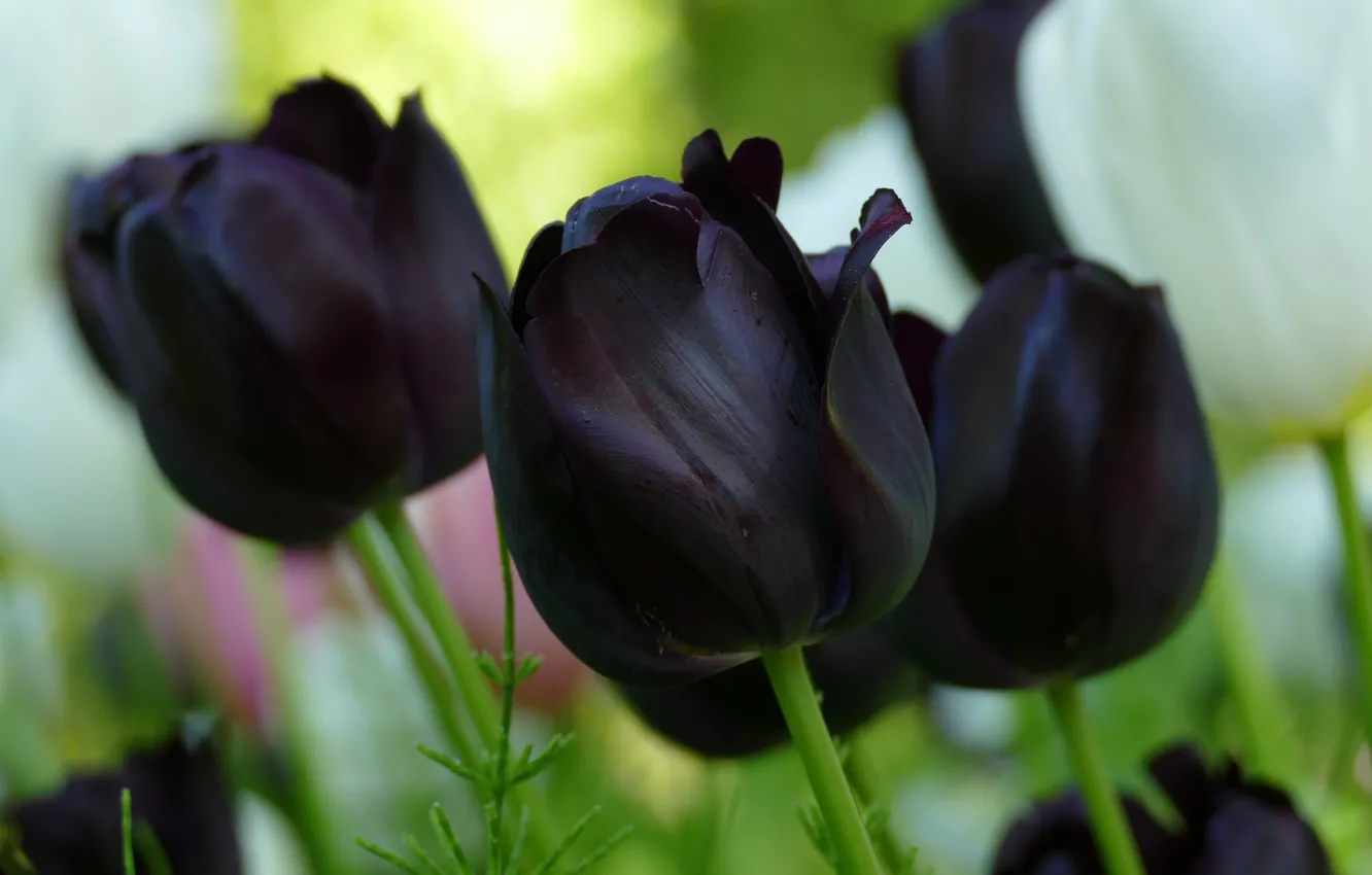 Photo wallpaper macro, flowers, black, spring, tulips, white, buds