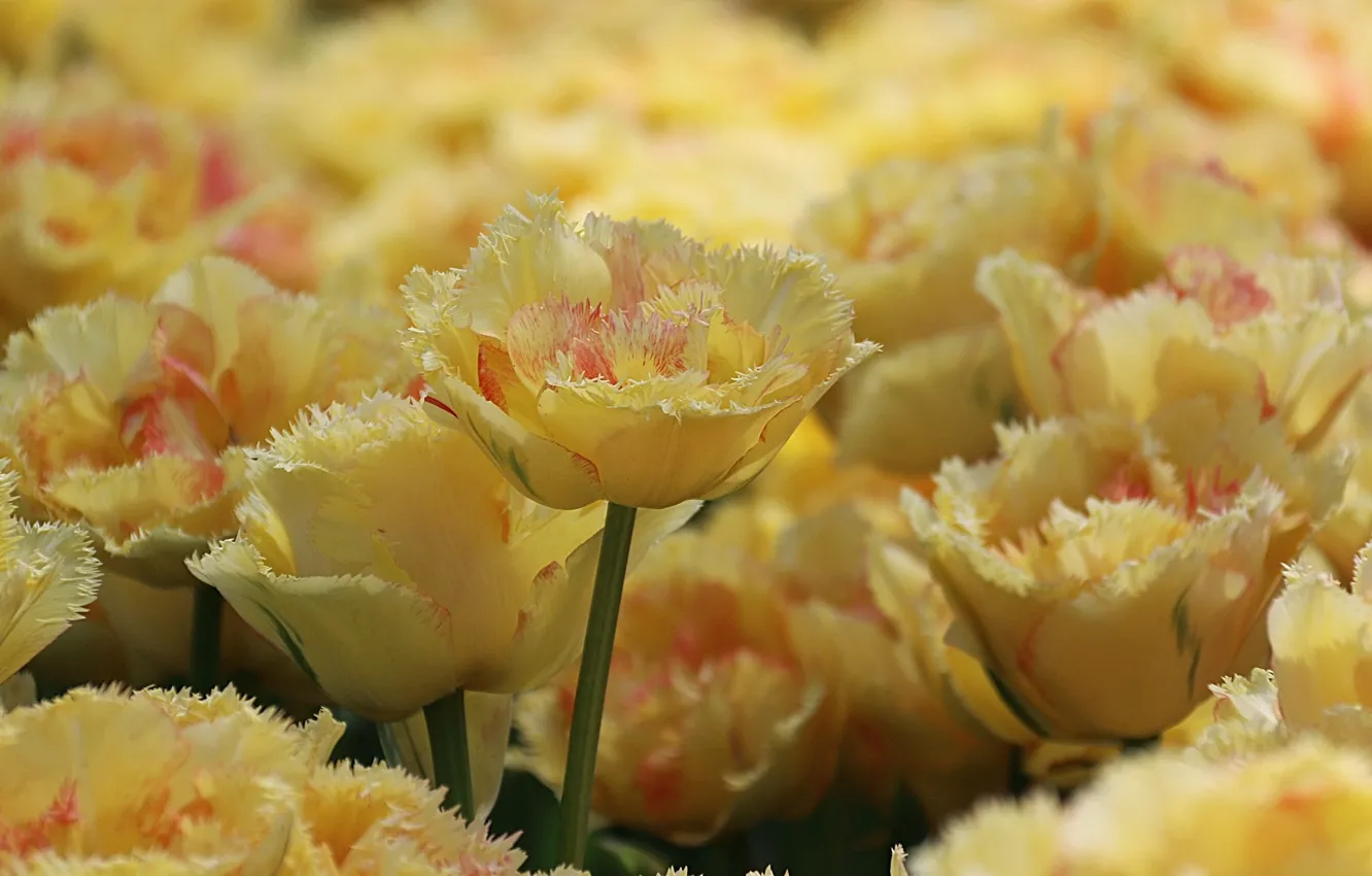 Photo wallpaper petals, tulips, buds, yellow, Terry