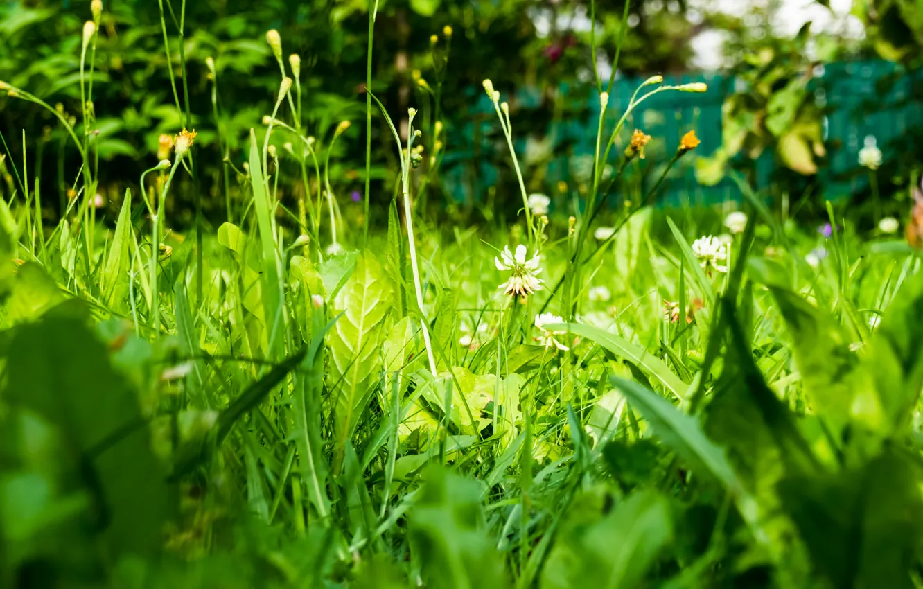 Photo wallpaper greens, grass, macro, green