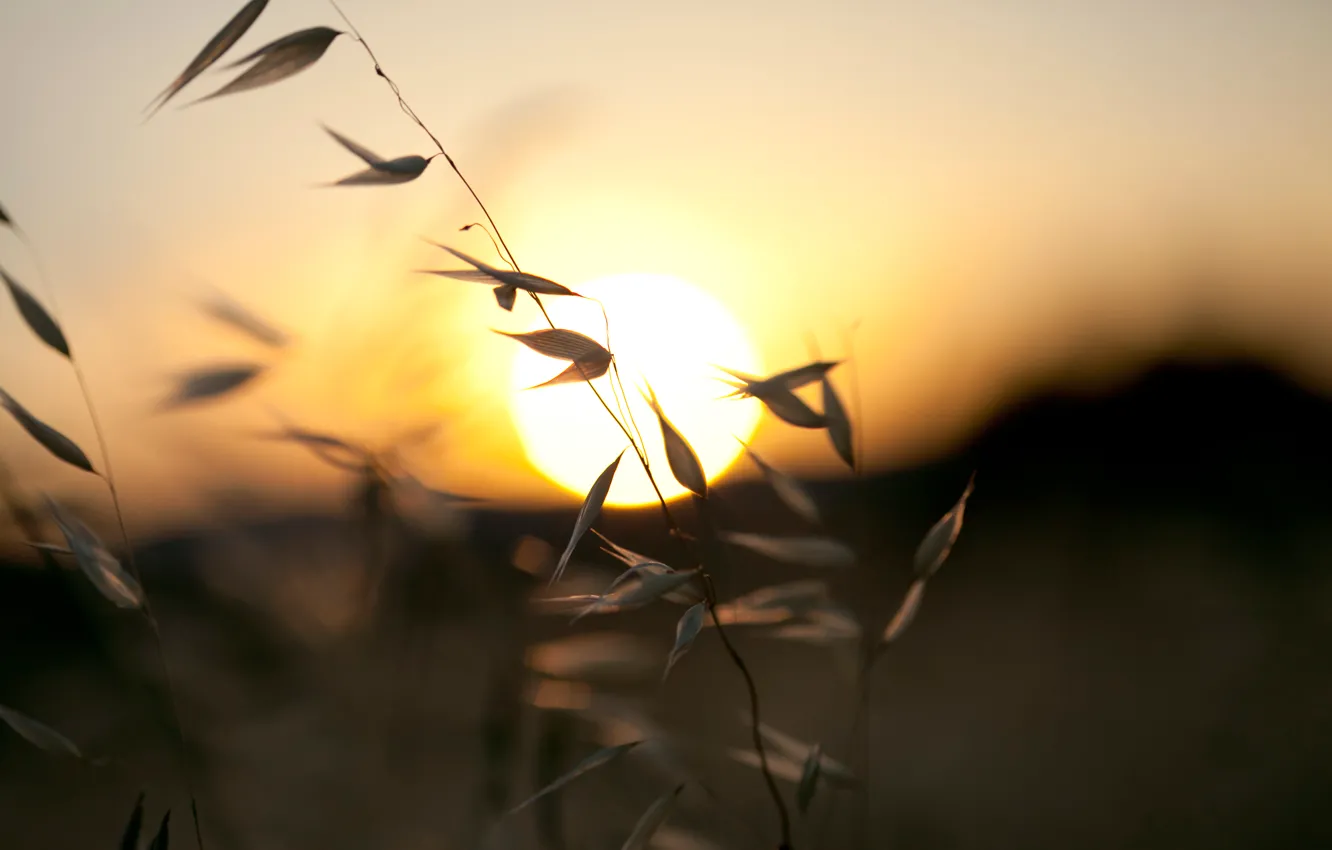 Photo wallpaper the sky, grass, the sun, sunset, nature, hills, the evening, a blade of grass
