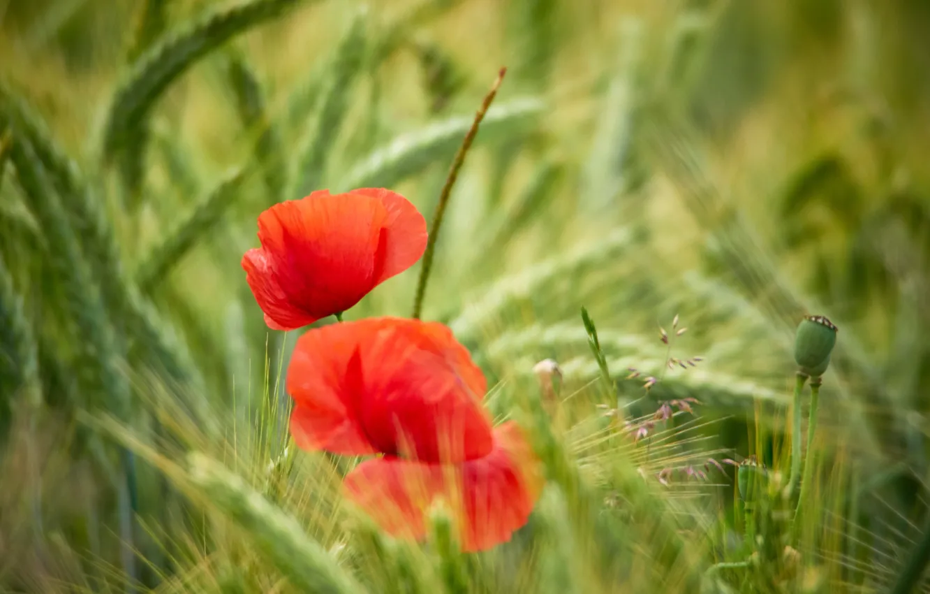 Photo wallpaper greens, flowers, Maki, bokeh