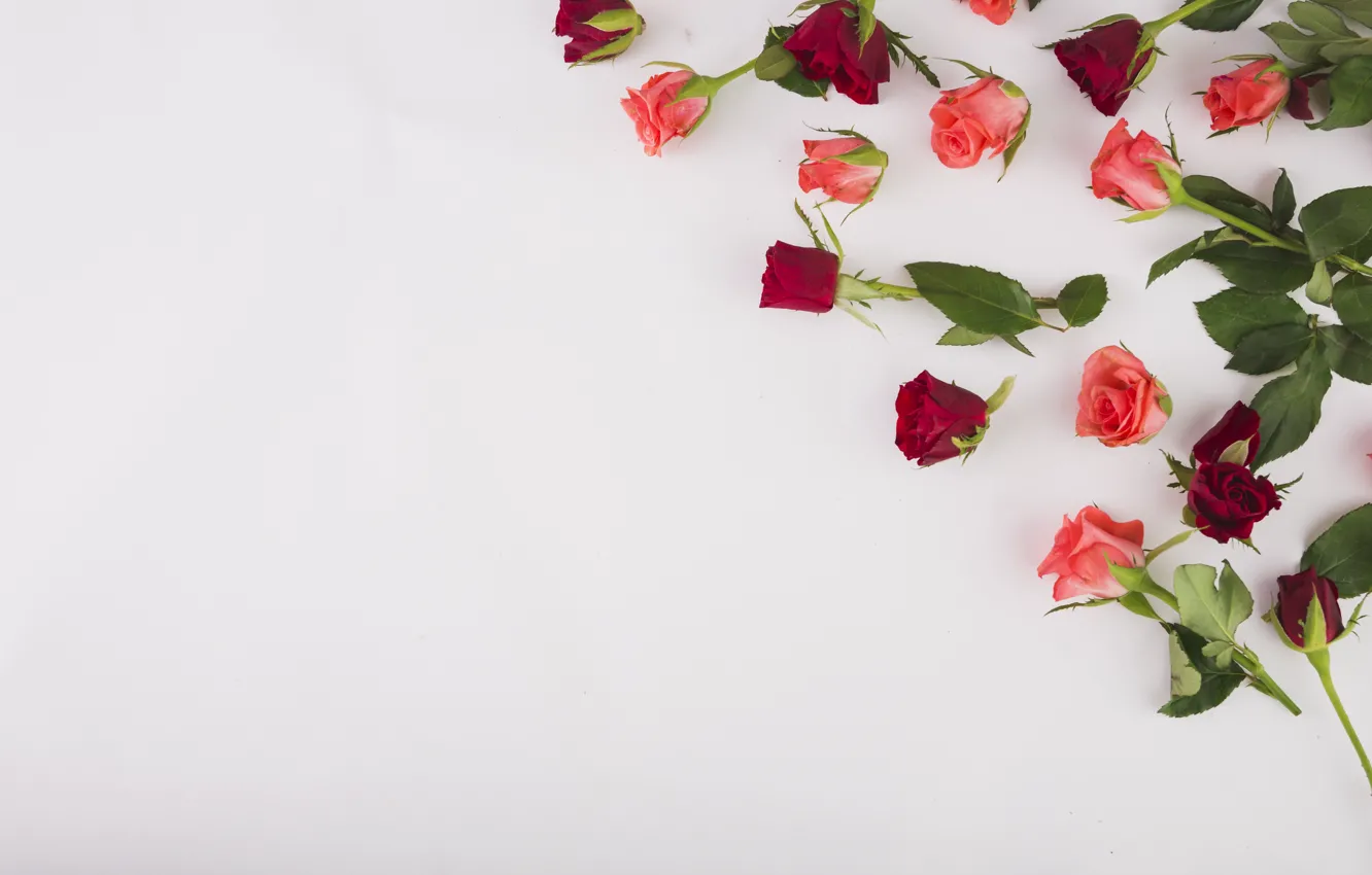 Photo wallpaper flowers, red, roses, pink, buds