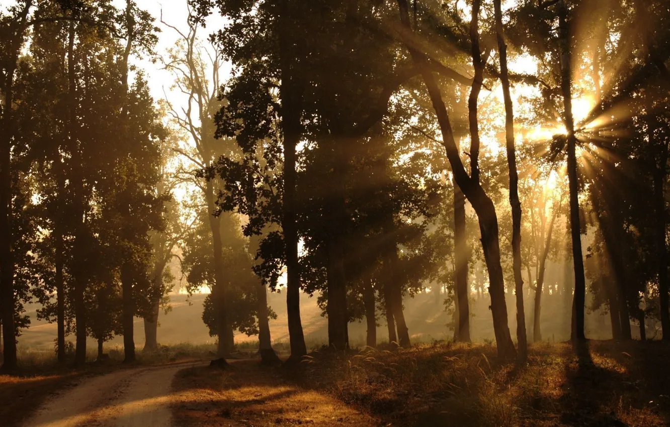 Photo wallpaper road, field, forest, morning