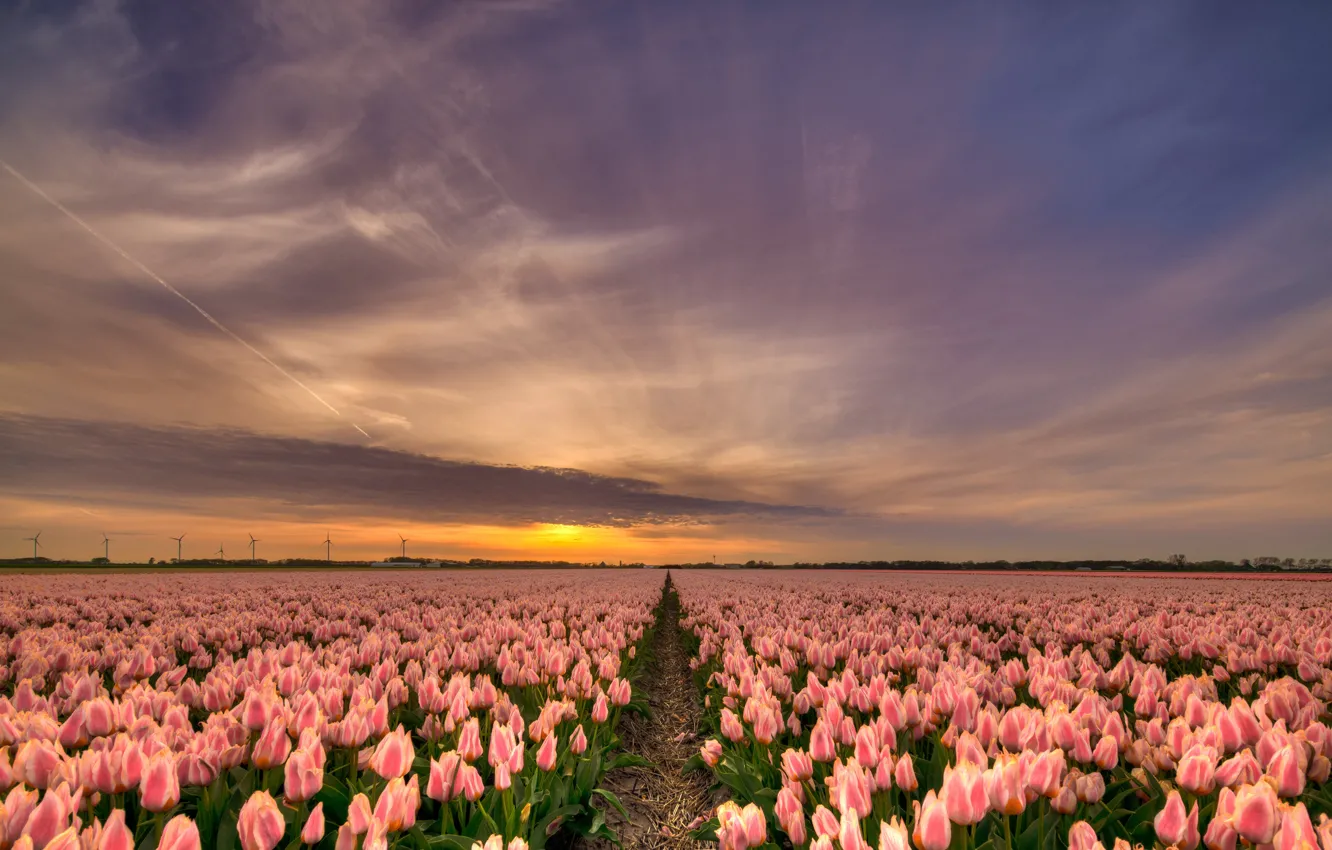 Photo wallpaper field, the sky, the sun, clouds, rays, light, sunset, flowers