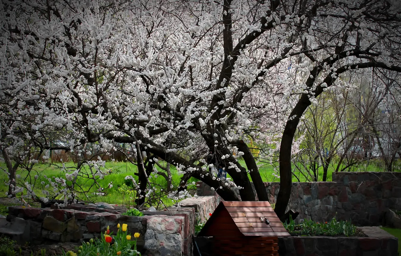 Photo wallpaper trees, flowers, spring, garden