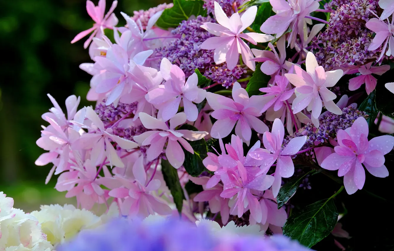 Photo wallpaper macro, flowers, hydrangea