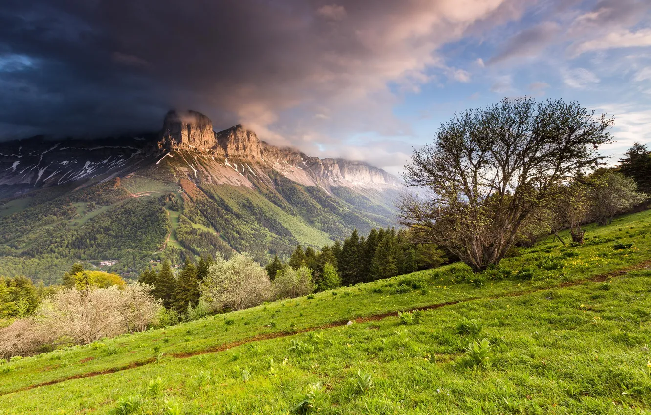 Photo wallpaper forest, the sky, trees, mountains, clouds, nature
