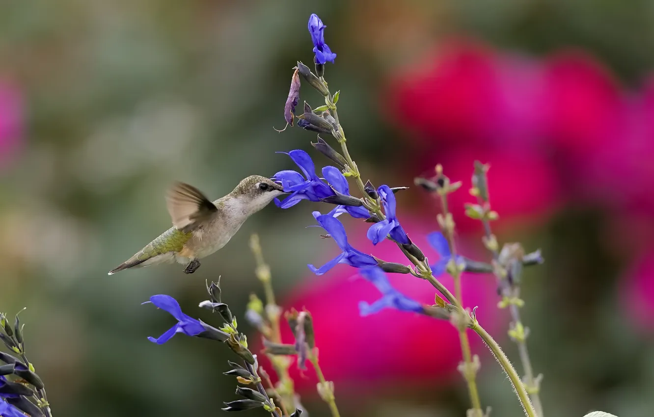 Photo wallpaper flowers, Hummingbird, bird