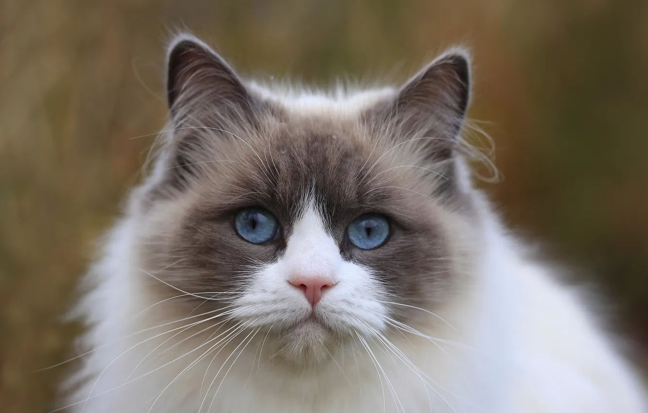 Photo wallpaper cat, look, background