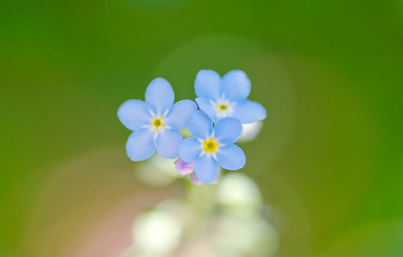 Photo wallpaper background, blue, petals, forget-me-nots
