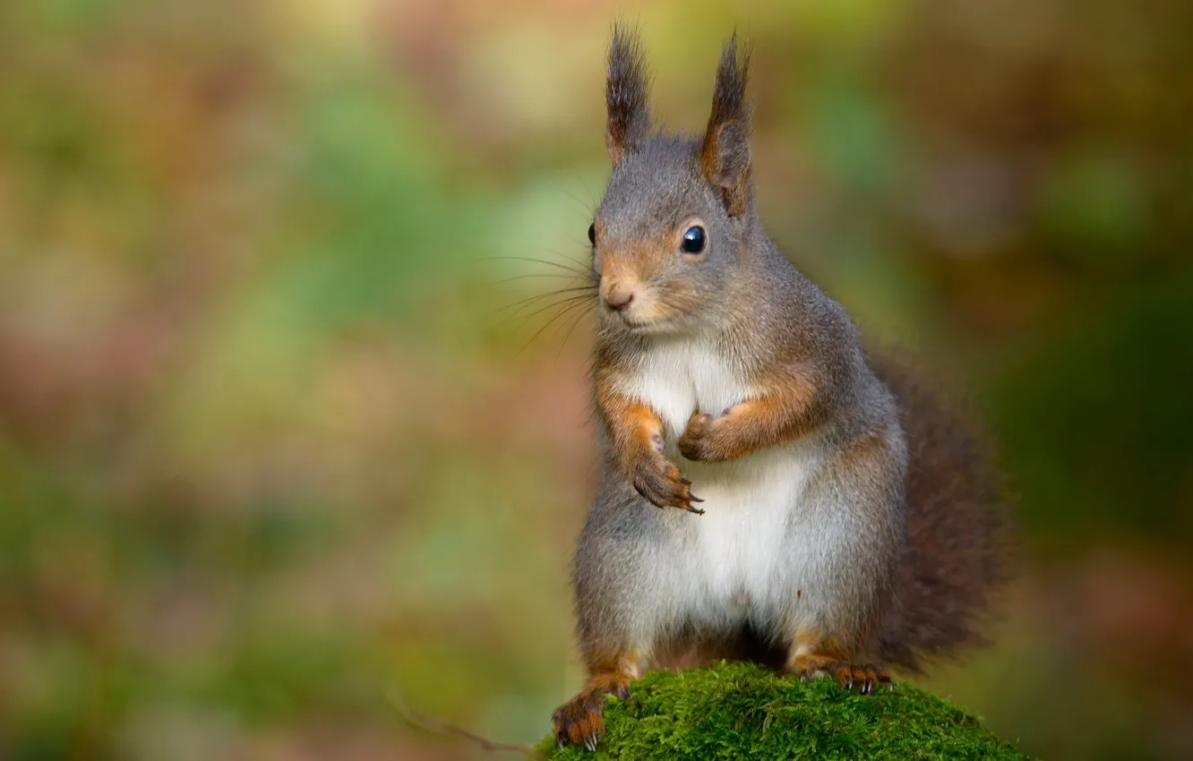 Photo wallpaper moss, protein, bokeh