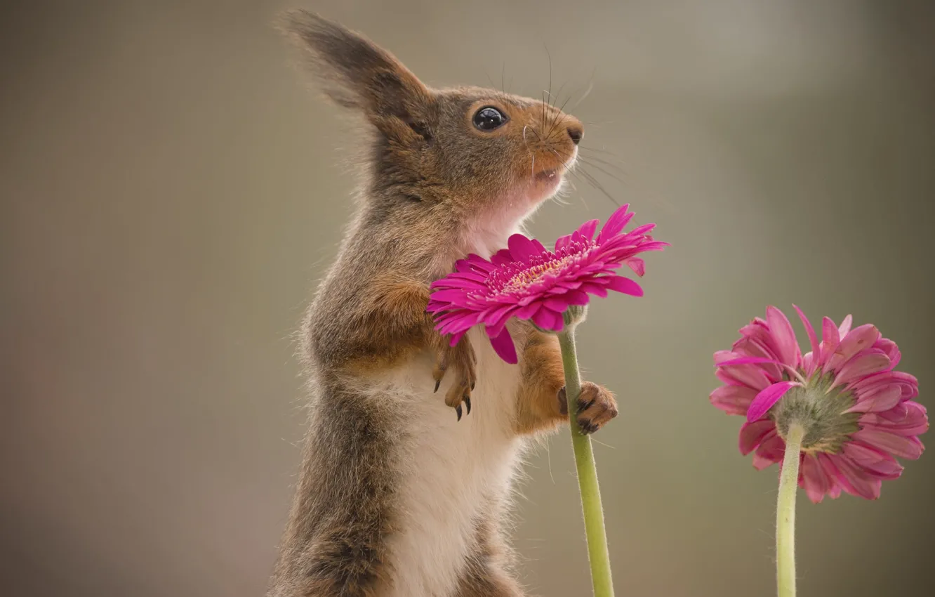 Photo wallpaper look, flowers, pose, stem, protein, pink, gerbera, stand