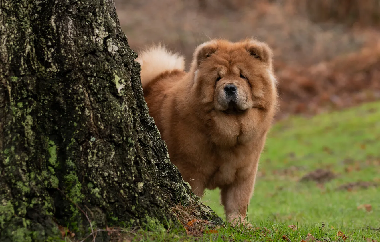 Photo wallpaper trees, dog, Chow