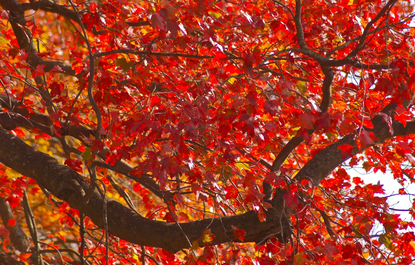 Photo wallpaper autumn, leaves, trees, branches, the crimson