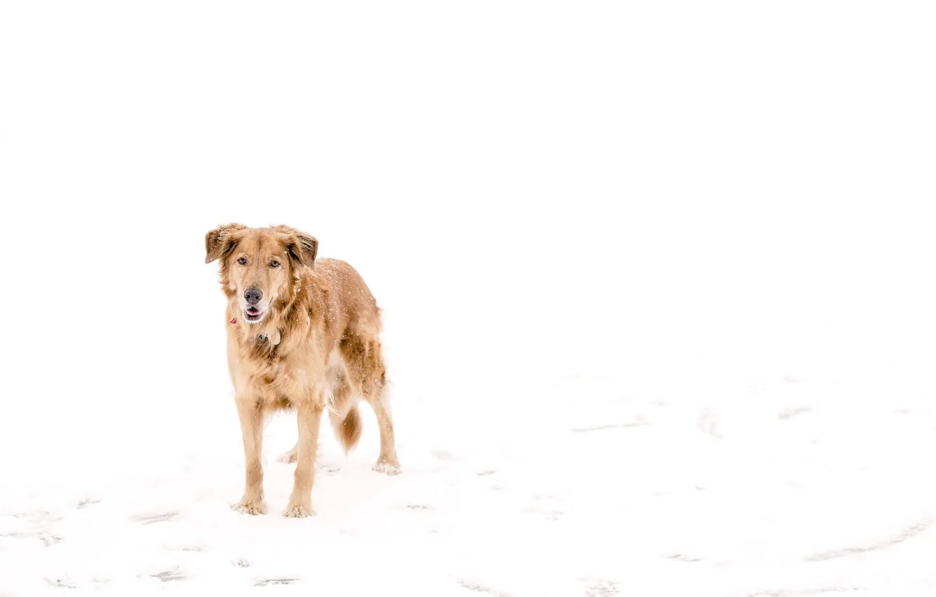 Photo wallpaper dog, winter, snow