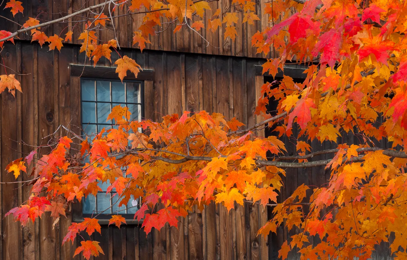 Photo wallpaper autumn, leaves, branches, home, window