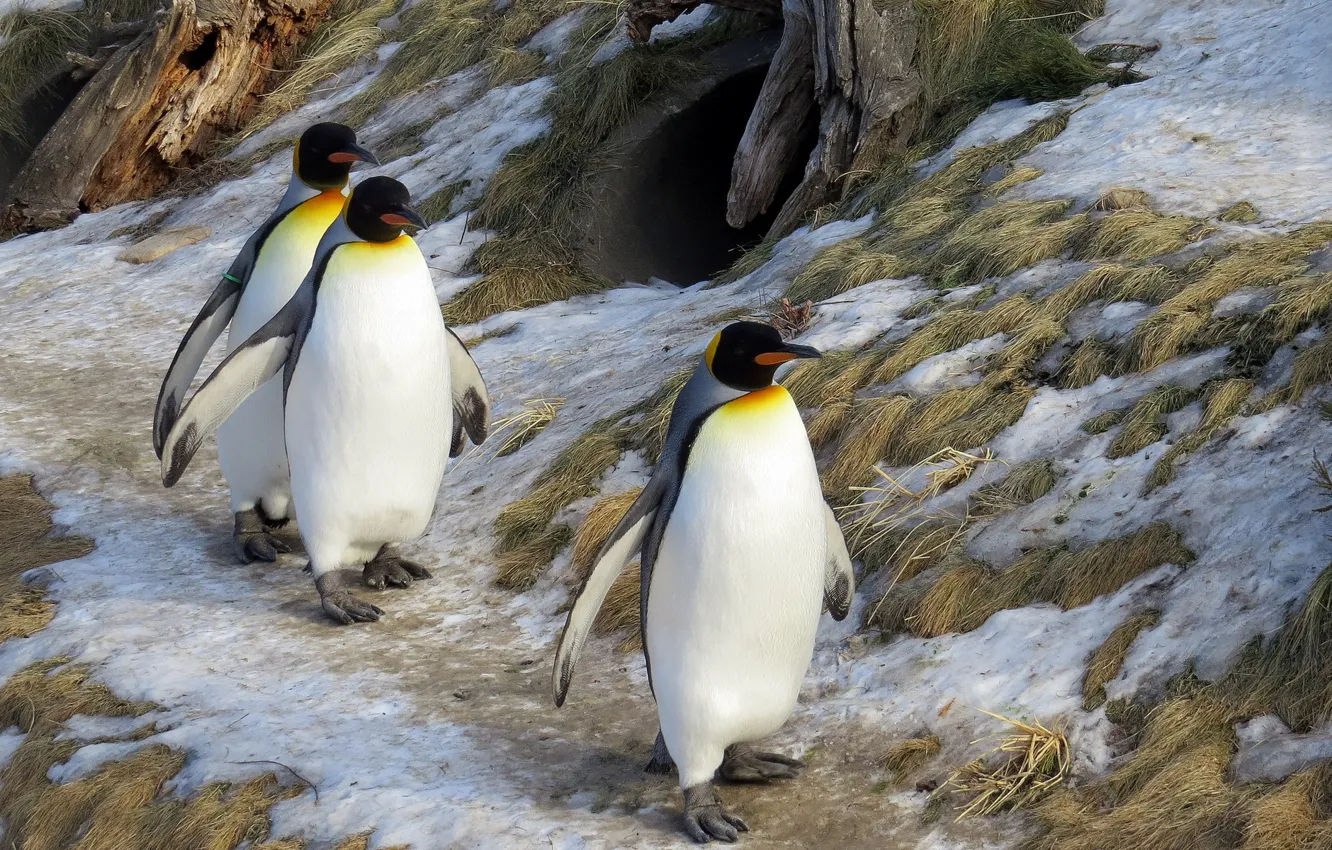 Photo wallpaper winter, nature, King Penguins