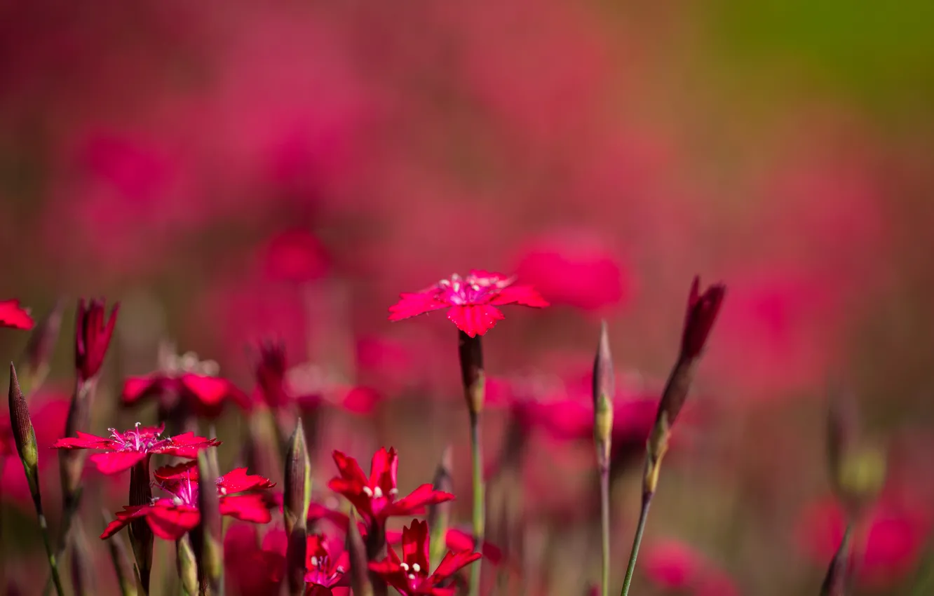 Photo wallpaper field, nature, petals, garden, meadow, Chinese carnation