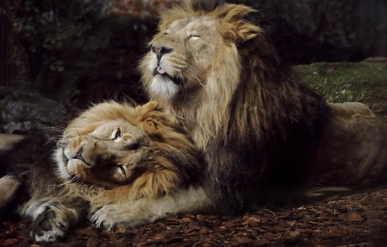 Photo wallpaper lions, predators, big cats