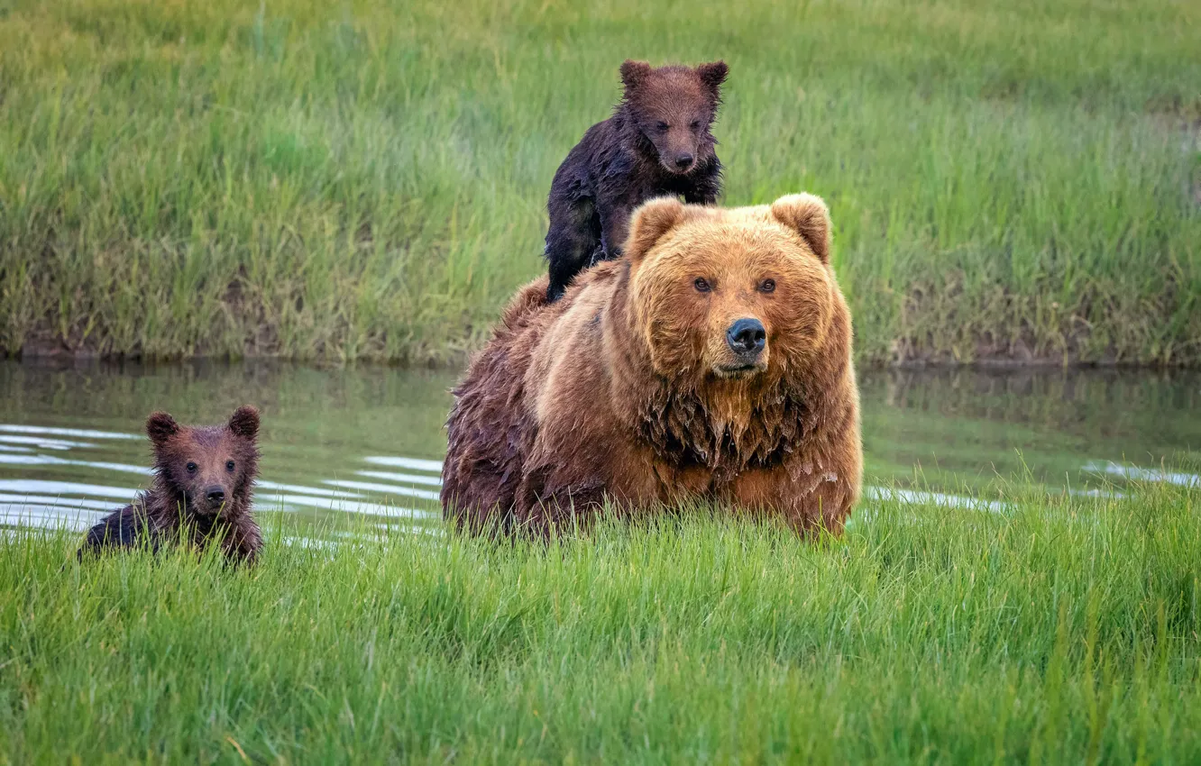 Photo wallpaper grass, bears, Alaska, cubs, bear