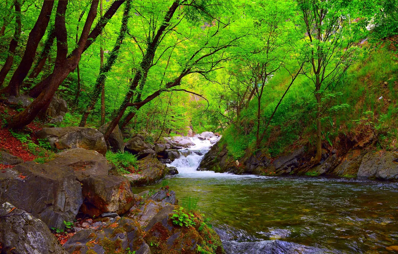 Photo wallpaper Nature, Spring, Forest, Nature, River, Spring, River, Forest