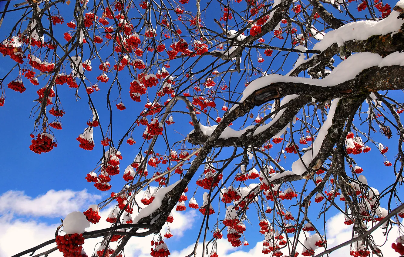 Photo wallpaper the sky, snow, berries, tree, Rowan