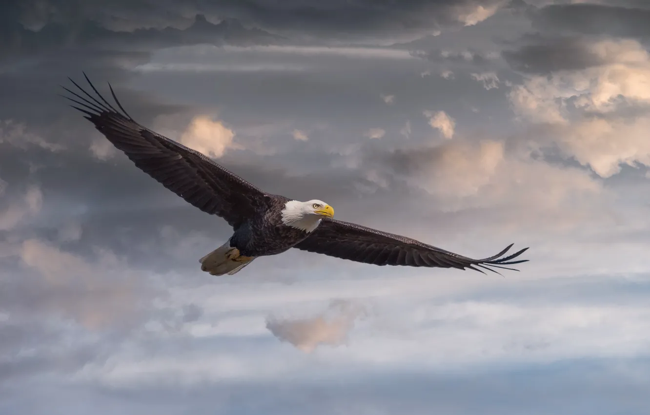 Photo wallpaper the sky, clouds, flight, Bald Eagle