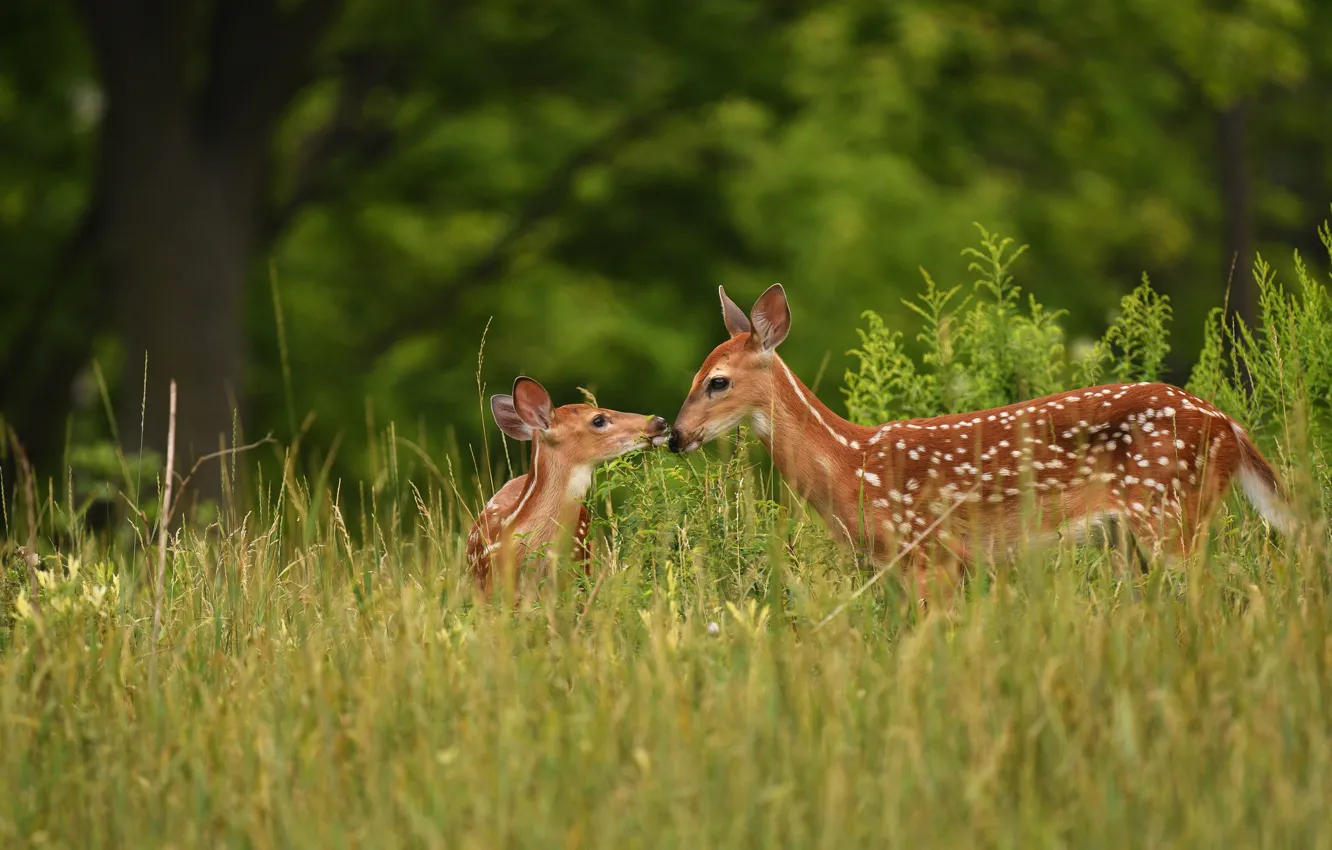Photo wallpaper greens, forest, summer, grass, nature, two, deer, baby