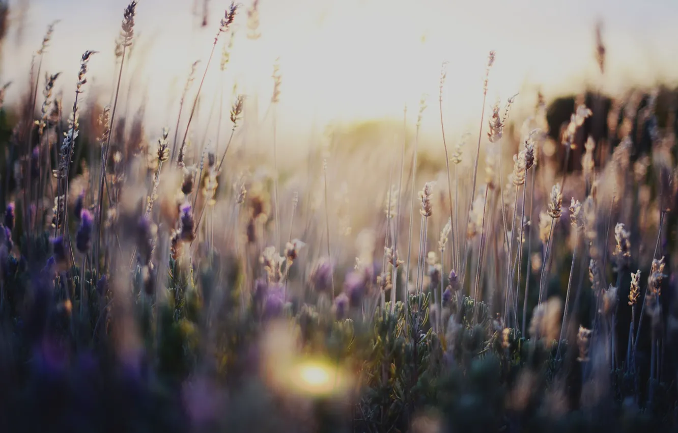 Photo wallpaper grass, flowers, nature, flowers, nature, flowers