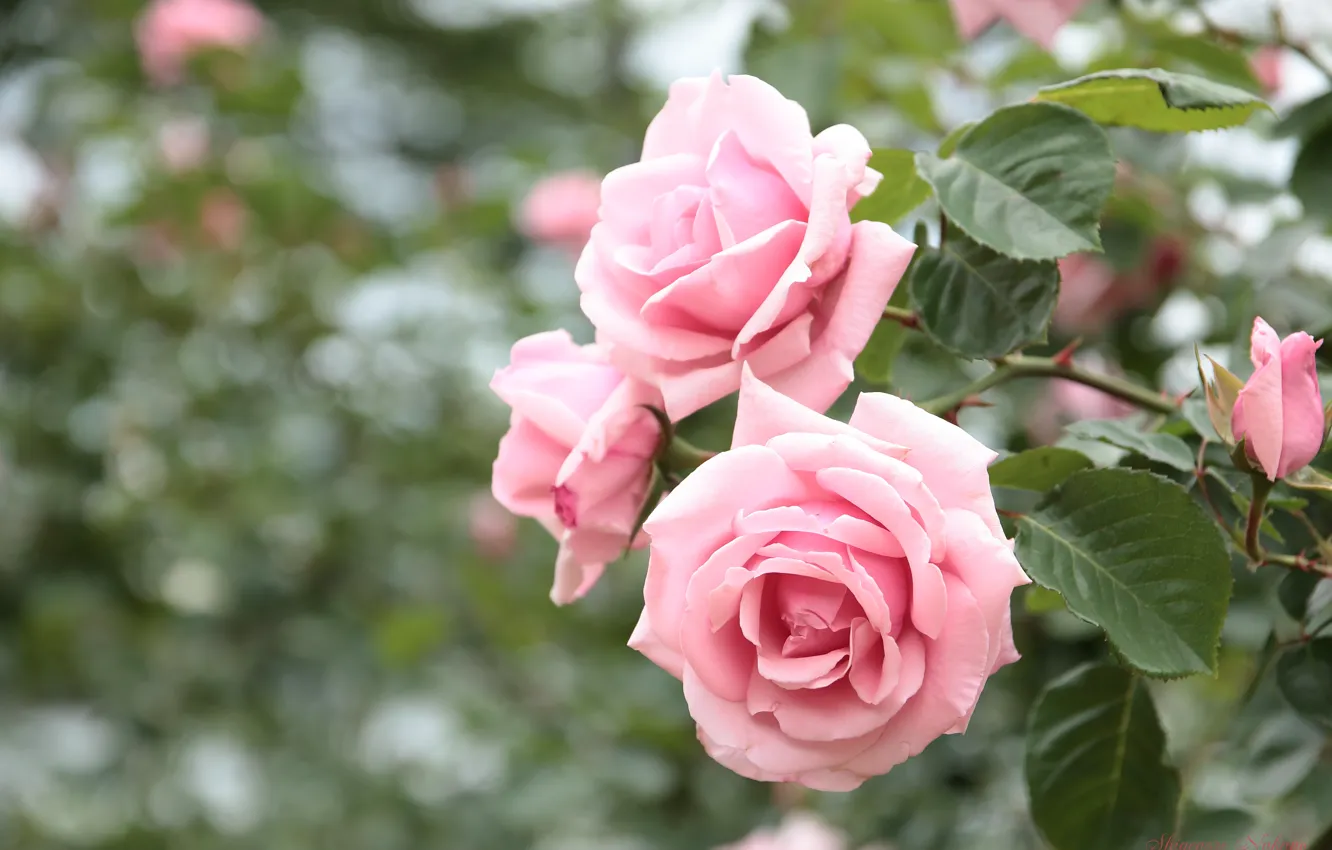 Photo wallpaper leaves, branches, roses, garden, pink, bokeh