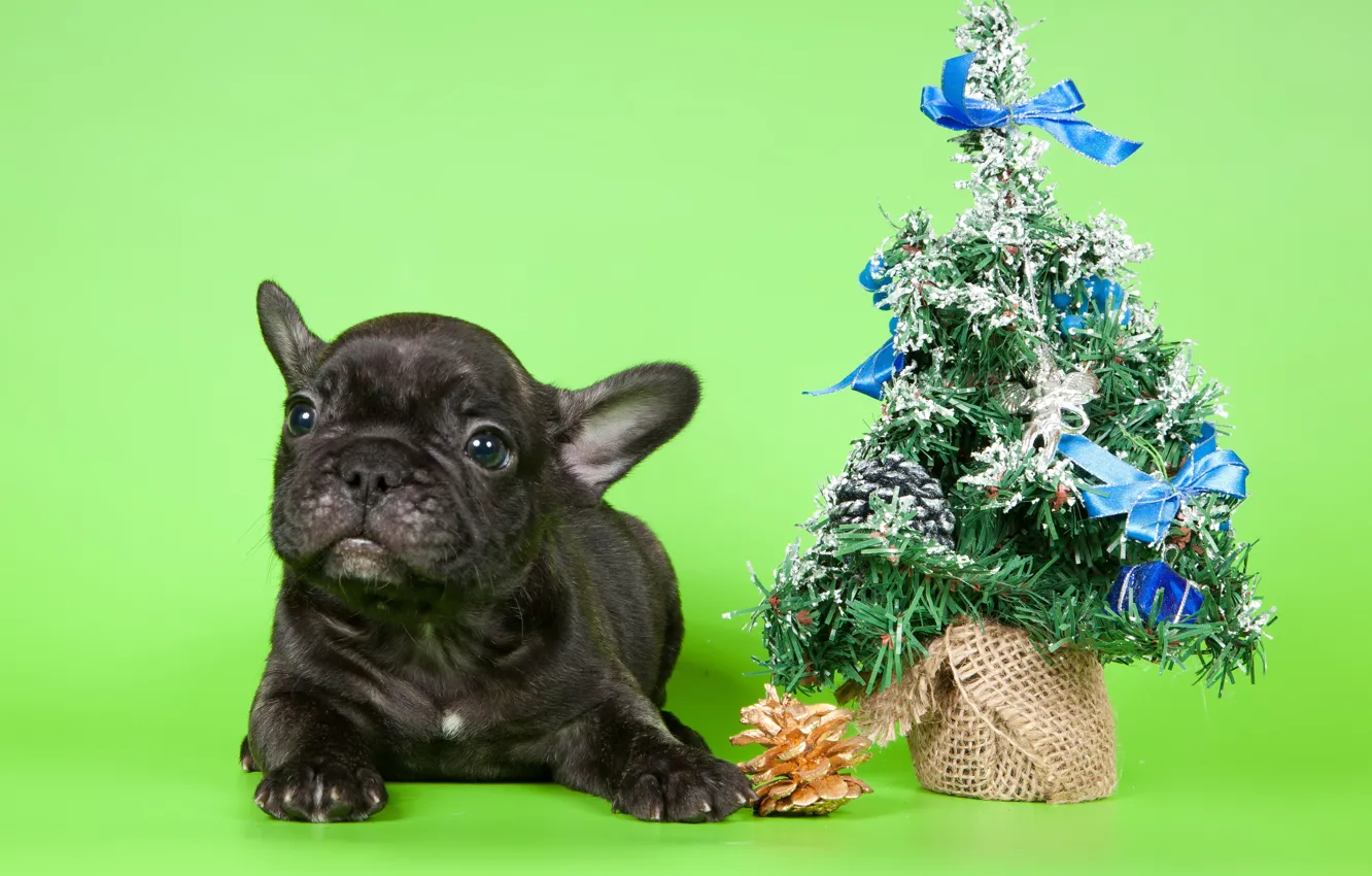 Photo wallpaper look, each, dog