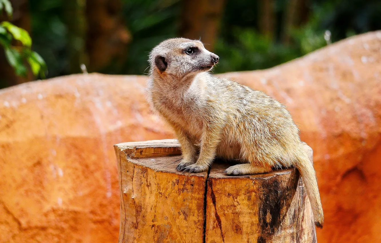 Photo wallpaper look, pose, stump, meerkats, sitting