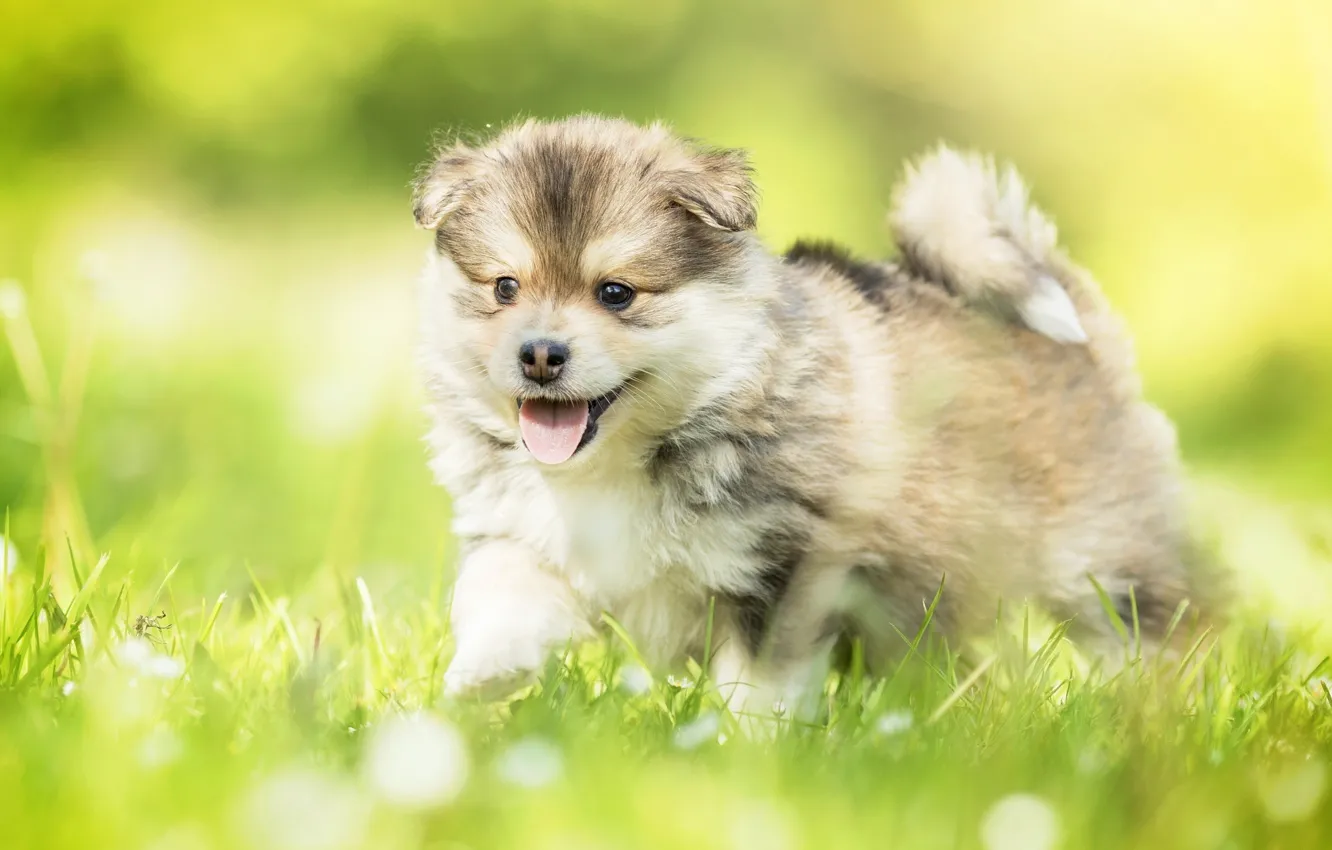 Photo wallpaper lawn, dog, walk, weed, happy