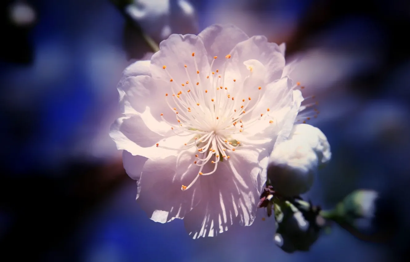 Photo wallpaper stamens, blurred background, the cherry blossoms
